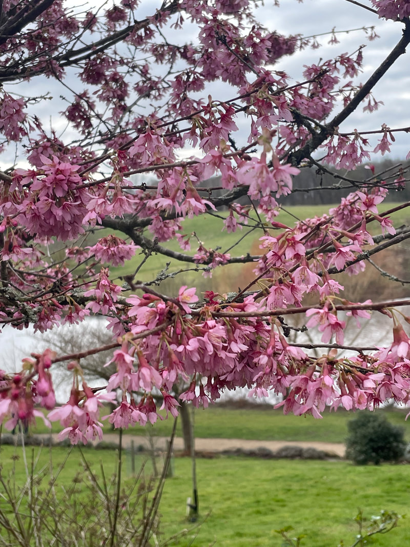 Pink spring blossom at Leeds Castle in Kent