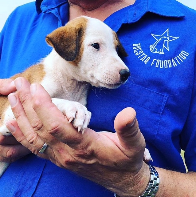 puppy rescued by dogstar foundation sri lanka