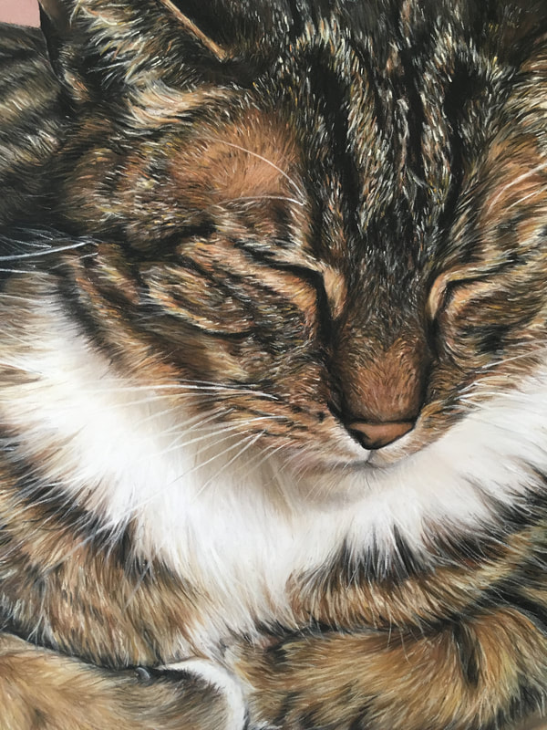 pastel commission of tortoiseshell cat by sophie fois