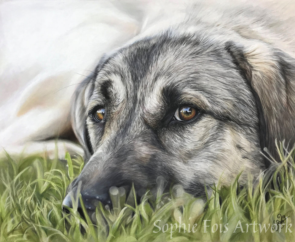pastel commission of german shepherd dog by sophie fois