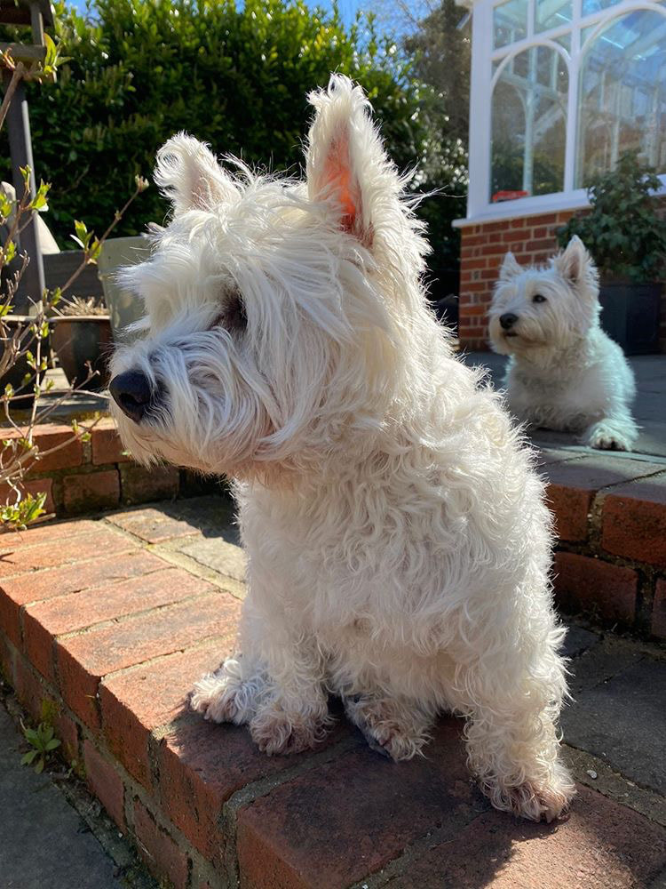 west highland white terriers on lockdown