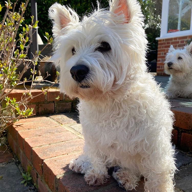 westies | natural shampoo for dogs with sensitive skin