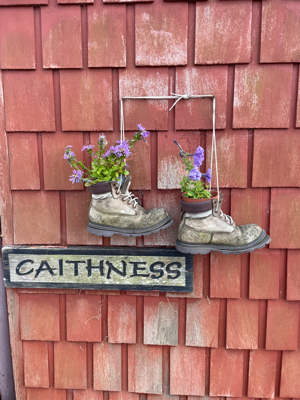 Boots with flowers growing in them on a cottage wall called Caithness