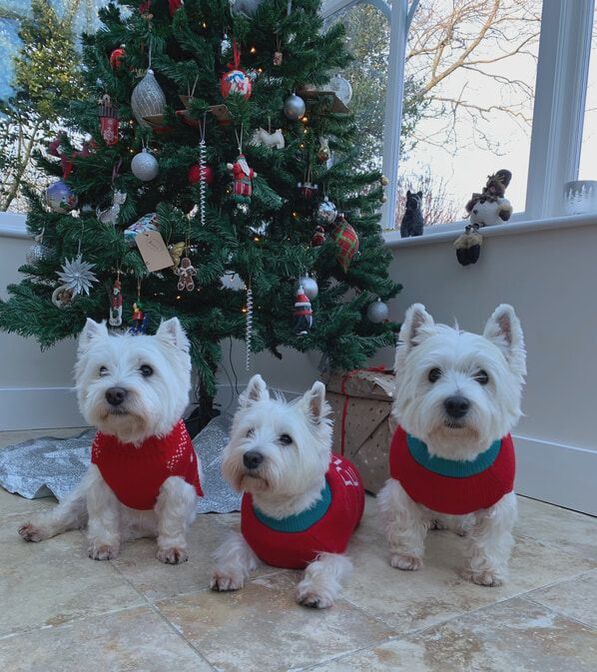 westies at christmas | unique christmas gift ideas