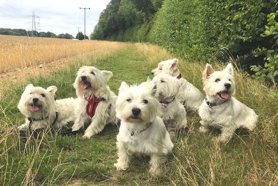 6 westies together in a field