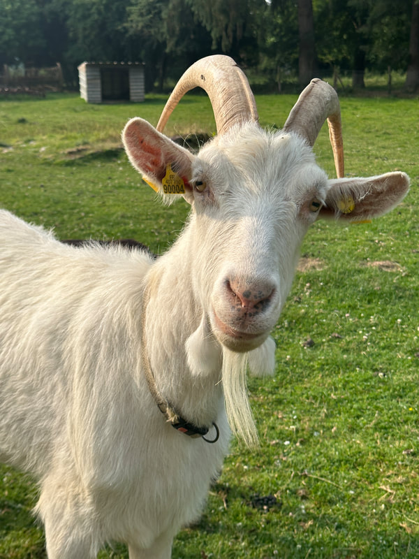 white goat in france