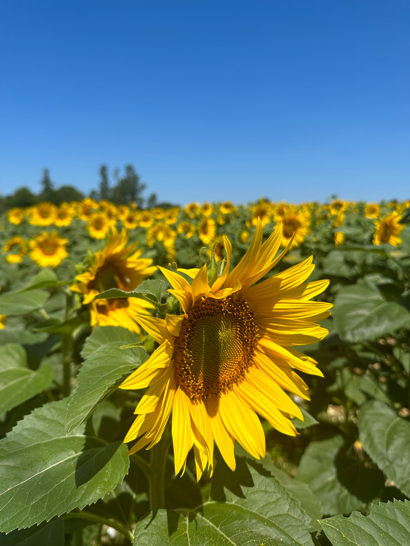 sunflower fields in france