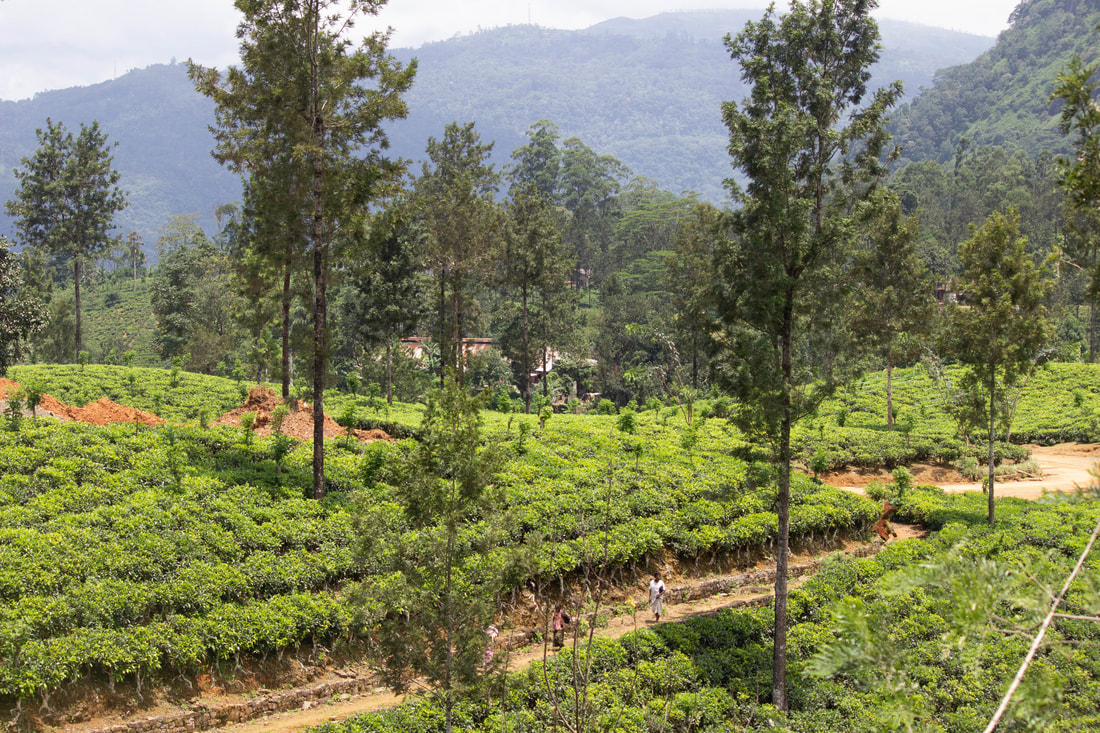 Tea picking in Sri Lanka