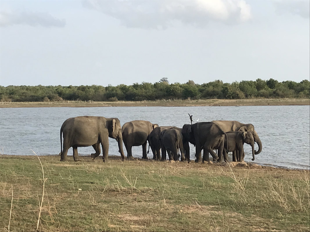 elephants by watering hole sri lanka