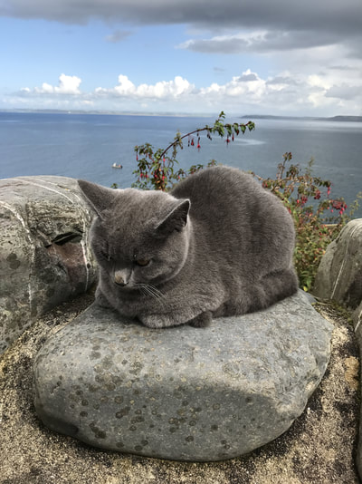 Clovelly Cat | Days out Cornwall / Devon borders