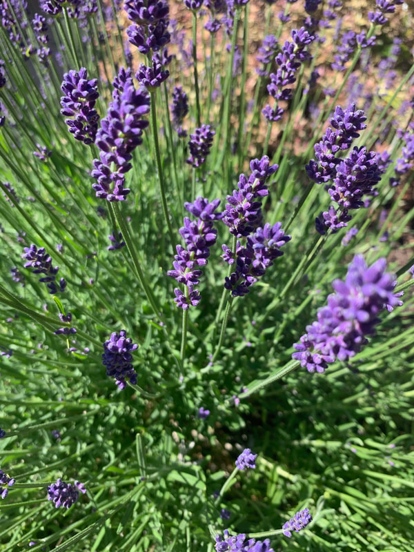lavender in english garden and wine tasting from the wine list