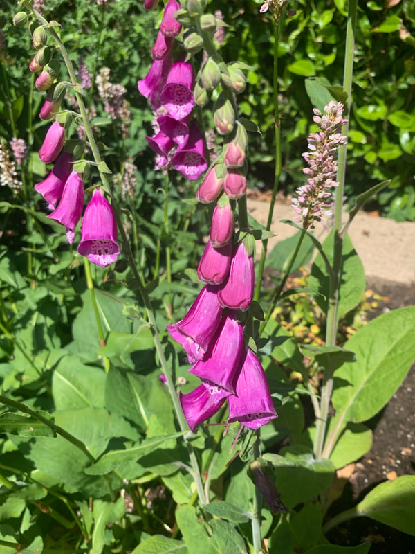 pink foxgloves in english garden and wine tasting from the wine list