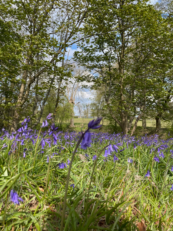Bluebells near Great Hampden