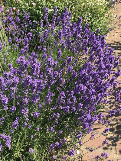 lavender cottage garden