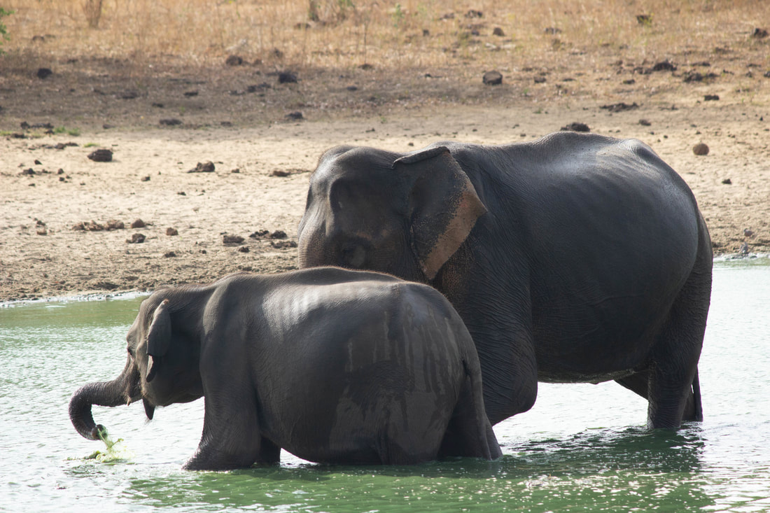 elephants in wild sri lanka