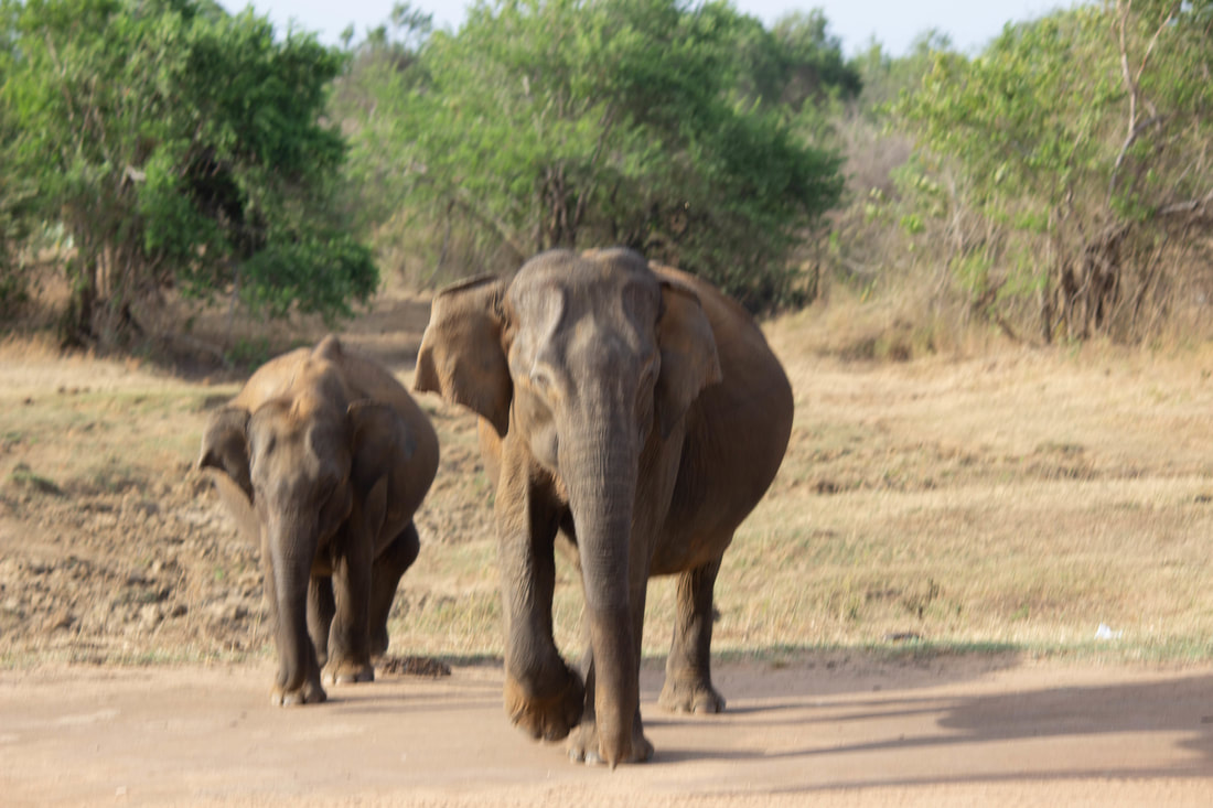 elephant and calf sri lanka