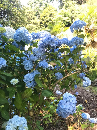 blue flowers at coleton fishacre