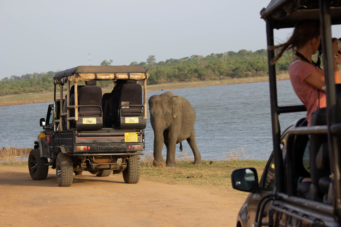 elephant and safari vehicle sri lanka