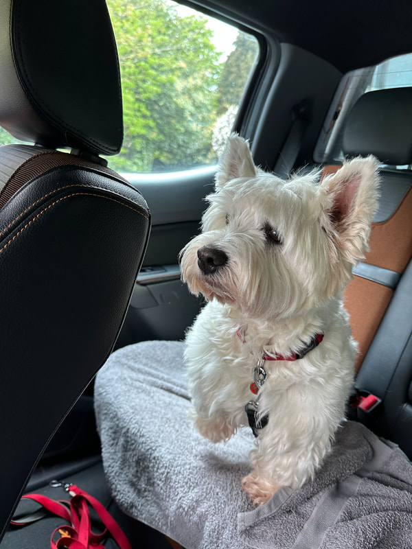 a westie dog on the back seat of a car | red funnel ferry