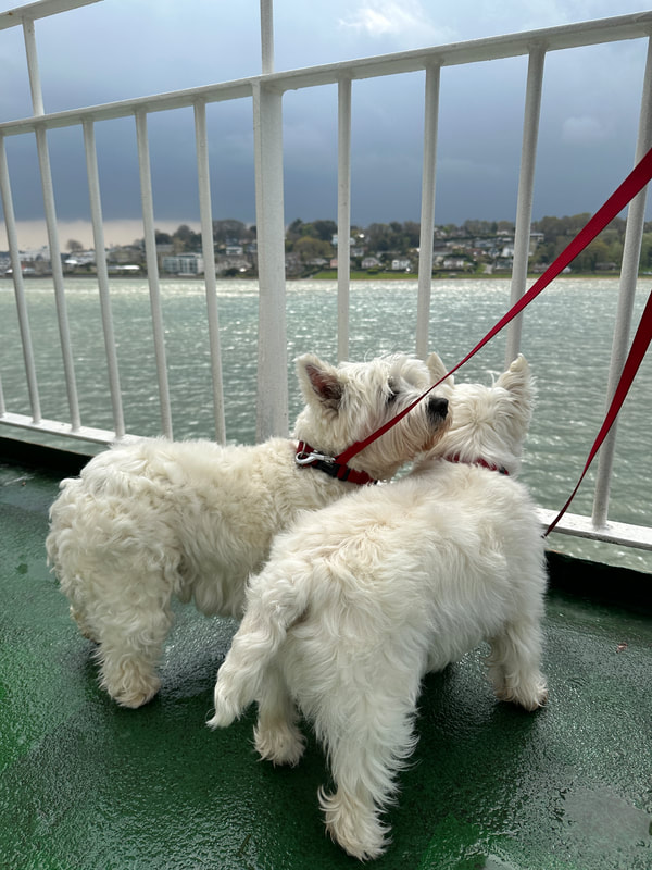 two westies on a red funnel ferry to the isle of wight
