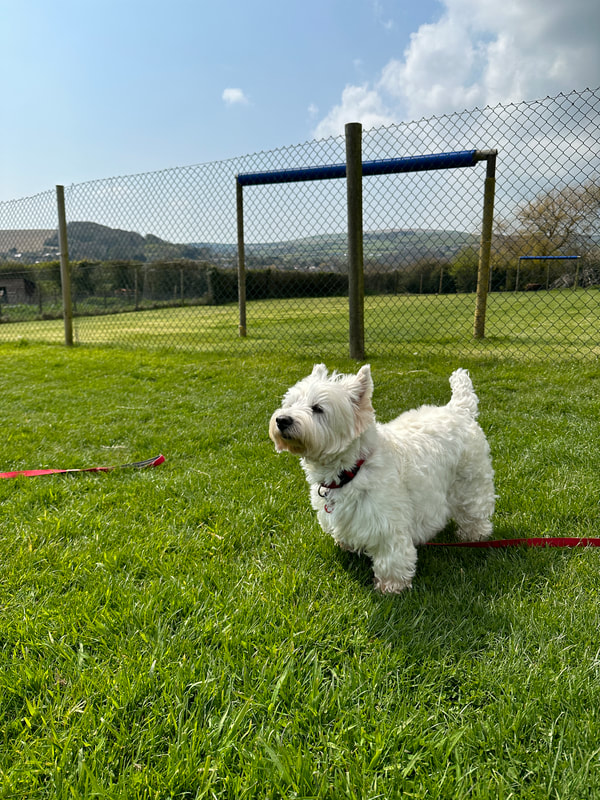a westie enjoying the countryside on the isle of wight