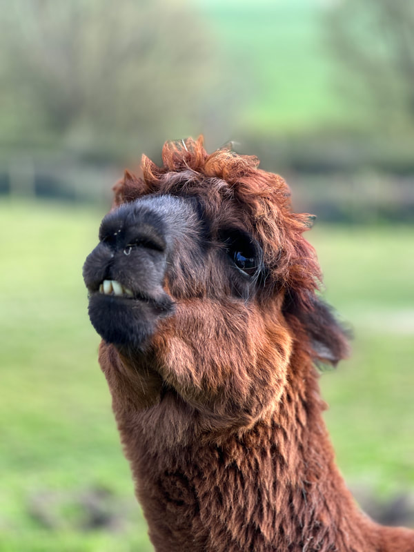 alpaca at nettlecombe farm on the isle of wight