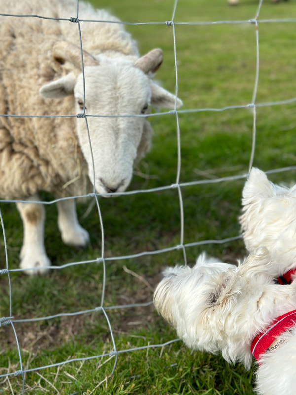 two westies looking through a wire fence to a sheep on the isle of wight