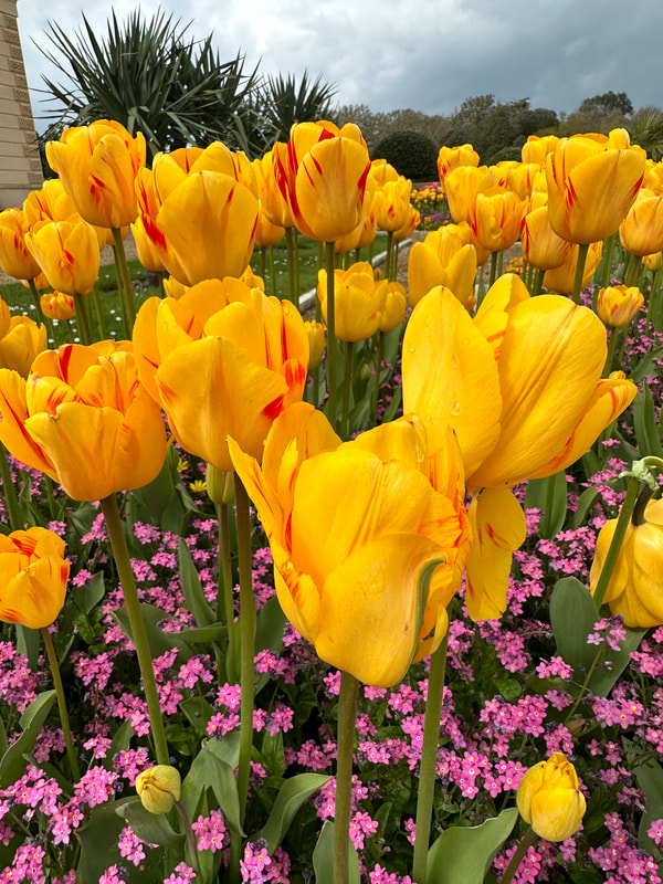 yellow tulips at osborne house
