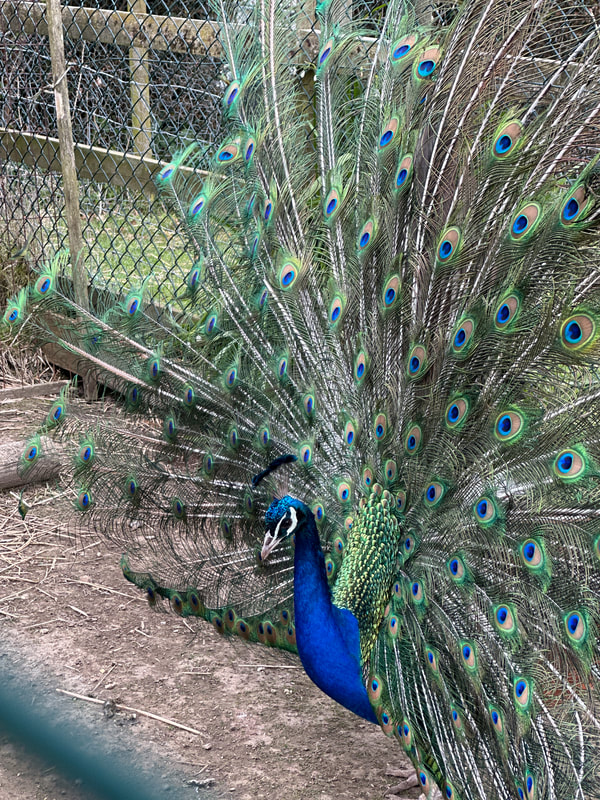 peacock with open feathers at nettlecombe farm on the isle of wight