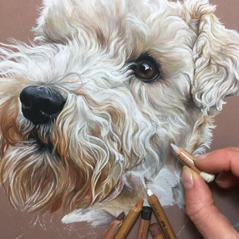 Sophie Fois artwork pastel commission of white terrier dog