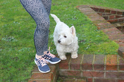 exercise, trainers and a westie dog