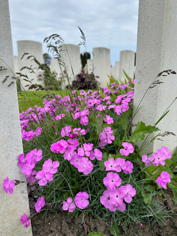 pink cottage garden plants at a cemetery in belgium